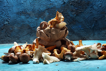 variety of raw mushrooms on table with oyster mushrooms and champignons.