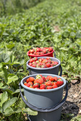 Strawberry in bucket in Strawberry Patch
