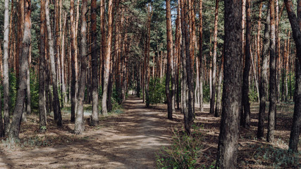 Bright green forest natural walkway in sunny day light. Sunshine forest trees. Sun through vivid green forest. Peaceful forest trees with sunlight.