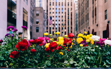 City Flowers