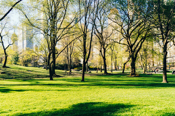 Through the woods into the city
