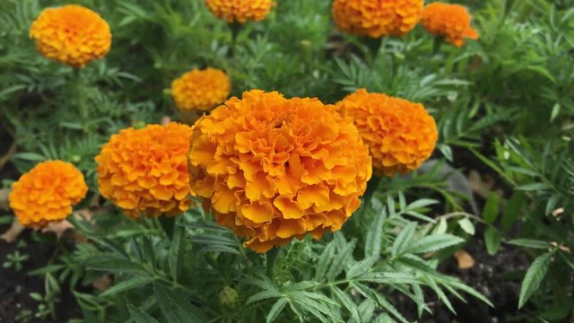 orange marigold in the big garden