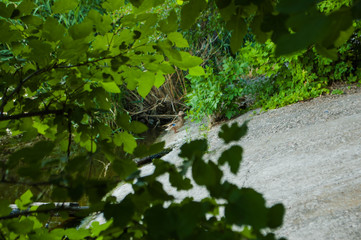 wild duck on the river bank