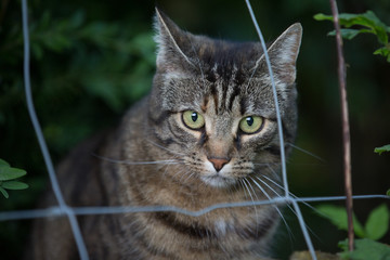 Katze hinterm Zaun