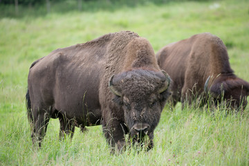 Bison