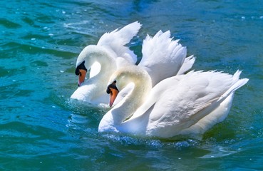 Pair of swans