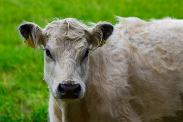 white cow standing in a field and looks into the camera