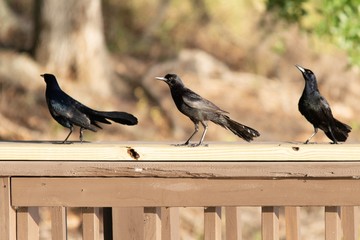 Obraz premium Three crackles on a rail
