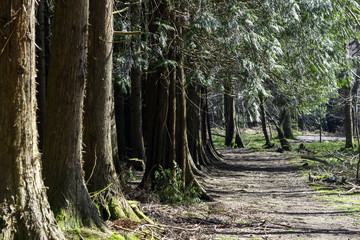 Path along pine forest in summer