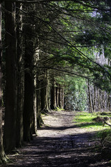 Obraz premium Path along pine forest in summer