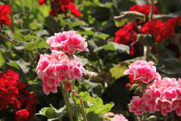 Pink and red flowers of pelargonium (geranium) on the background of green leaves