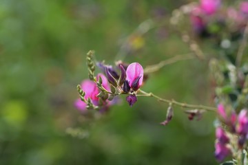 Japanese bush clover flowers