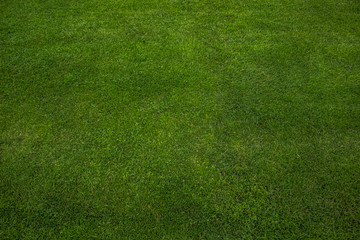 soft focus stadium green grass background texture concept with empty space for copy or text
