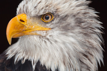 Bald eagle headshot