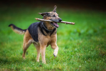 Hund mit Stock