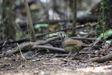 Dark-sided Thrush (Zoothera marginata) in Dalat, Vietnam