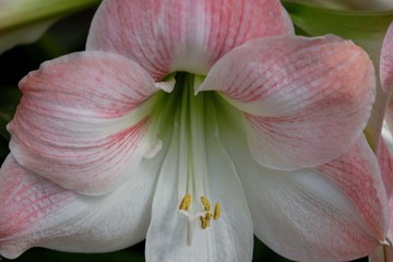 White and Pink Lily flower