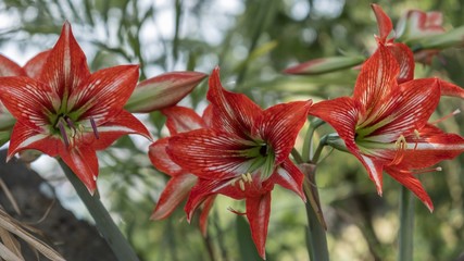 Red Lillies close up