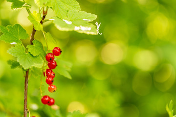 A few red currants with some leaves on a bush