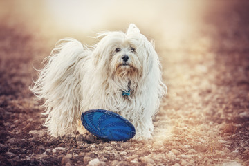Kleiner Hund beim spielen