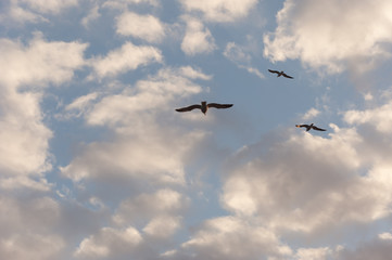 European herring gulls with clouds