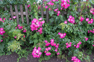 Fototapeta na wymiar Rose garden with fence