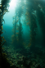 Fototapeta na wymiar Giant Kelp Grows in California