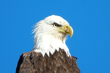 american bald eagle