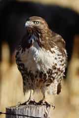 Hawk