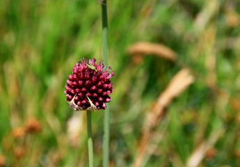 fleur d'ail sauvage,sur le littoral breton