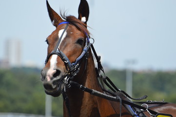Obraz premium cheval de courses