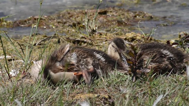 mamma anatra controlla i suoi piccoli che dormono profondamente sulla riva del lago