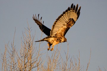 red tailed hawk in flight