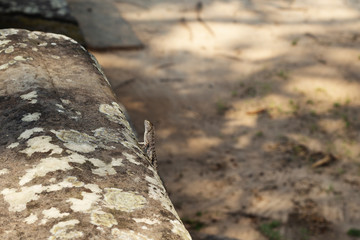 Tropical lizard on mossy stone. Tropics natural photo. Little iguana resting on sunny stone.