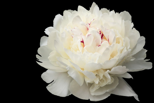 Large flower of a white peony during active blossoming on a black background.