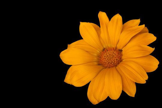 Large yellow decorative camomile on a black background, ants in the center of a flower.