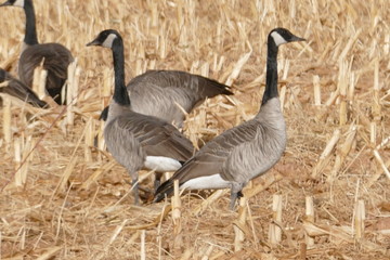 Geese