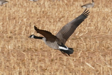country goose in flight