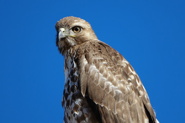 Hawk
