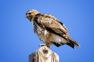 Hawk