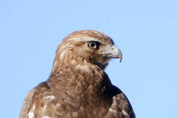 Hawk