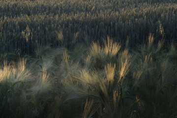 Pola zbóż © Tomek Kiecana
