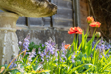 Orange tulip and bluebell plants in back garden