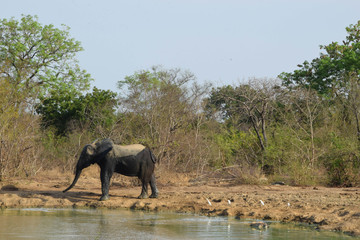 Sortie du bain pour l'éléphant