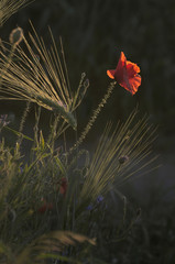 Ponad wszystko © Tomek Kiecana