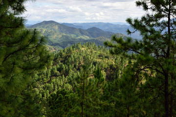 mountain ridges with pine forest