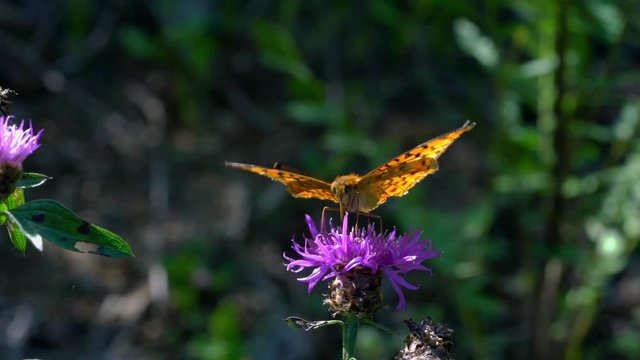 Butterfly on wildflower - (4K)