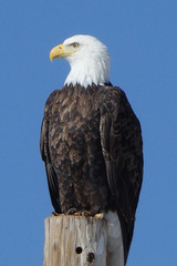 american bald eagle