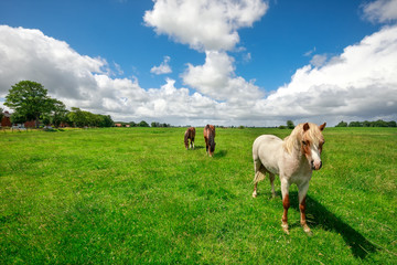 horses on green pasture and blue sky