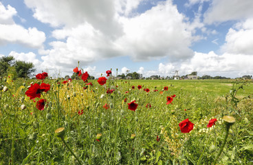 red poppy flowers, blue sky and windmill